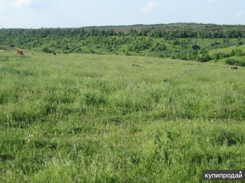 Земельные участки курская. Верхняя Медведица Курская. Медведица Курская область. Нижняя Медведица Курская область. Курск село верхняя Медведица.