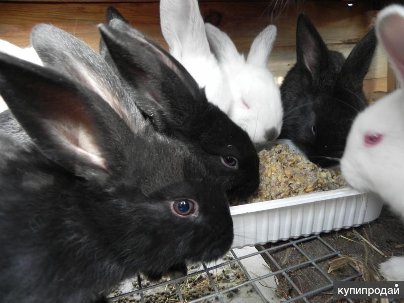 В питомнике живет несколько кроликов разного цвета. Разные породы кроликов. Обычный кролик. Обычные кролики без породы. Кролики разных пород и цветов.