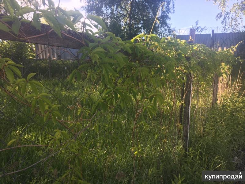 продам 6 соток