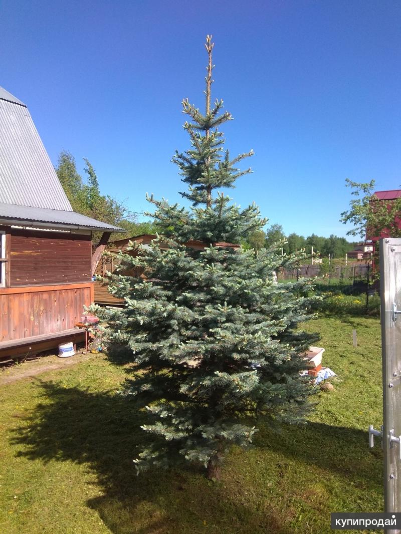 Пихта хупси. Голубая ель смарагд. Голубая ель на даче. Пихта сильберлок. Хупси голубая ель.