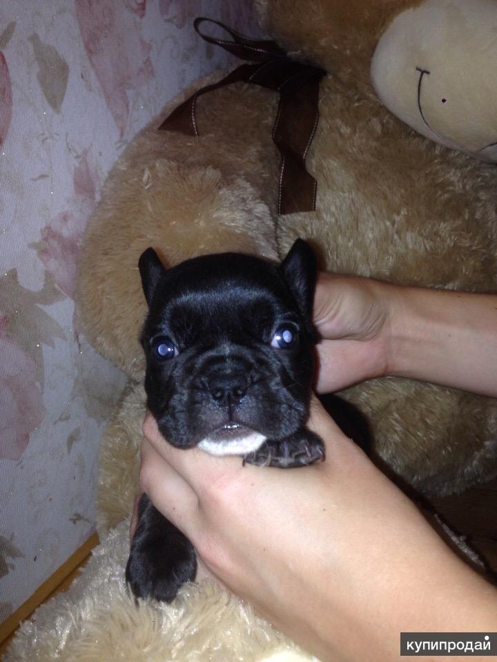 Французский бульдог черный. Бульдог симферополь. Животные с круглыми пятнами. Французский бульдог щенок. Пряник французский бульдог.
