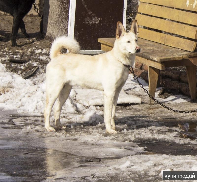 Лайка спб. Лайка спб. Карело-финская лайка. Восточно-сибирская лайка карамистая. Лайка спб.