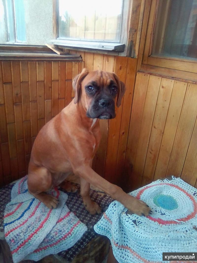 лабрадор черный щенок. авито новочеркасск собаки. авито новочеркасск собаки. королевский мопс. авито новочеркасск собаки.