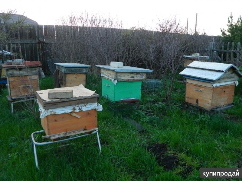 Пчелосемьи купить тамбовской области