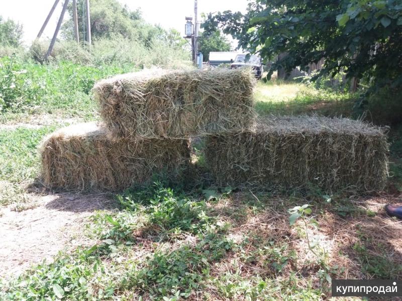 Сено ставропольском крае. Авёсное сено в Красногвардейском районе. Красногвардейский продажа сена. Сено по Красногвардейскому району по Крыму на продажу. Хутор красная батарея продажа тюков.