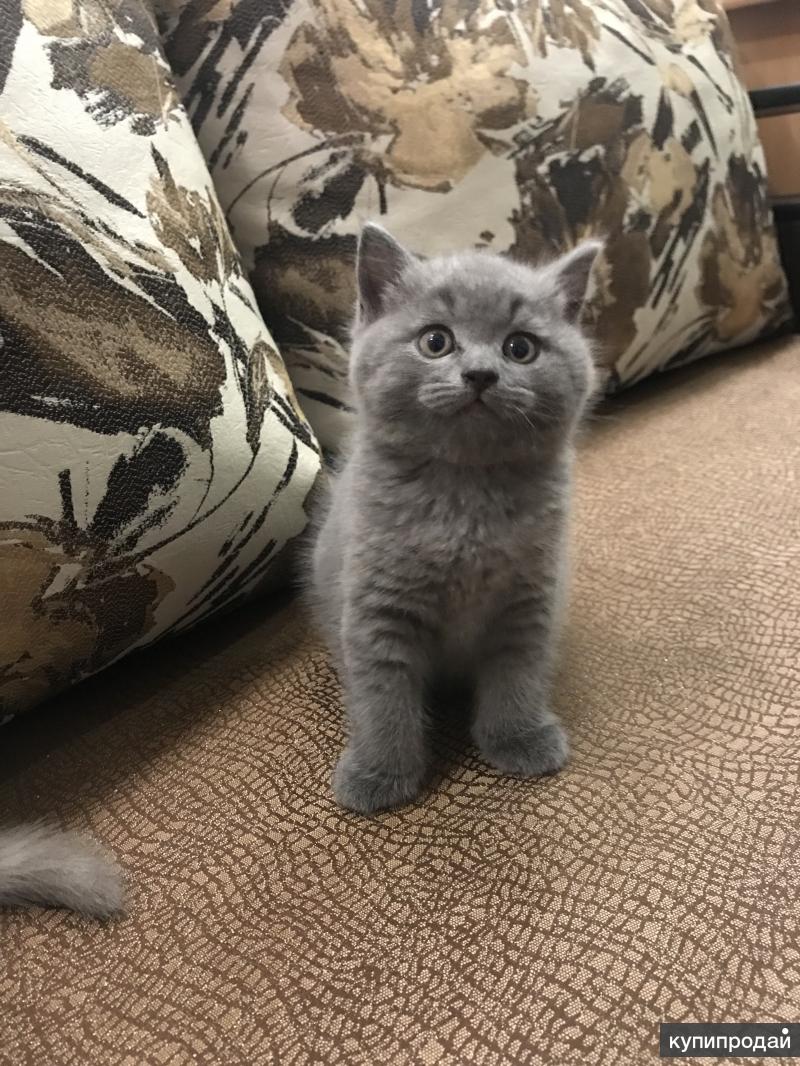Купить Кошку В Уфе На Авито