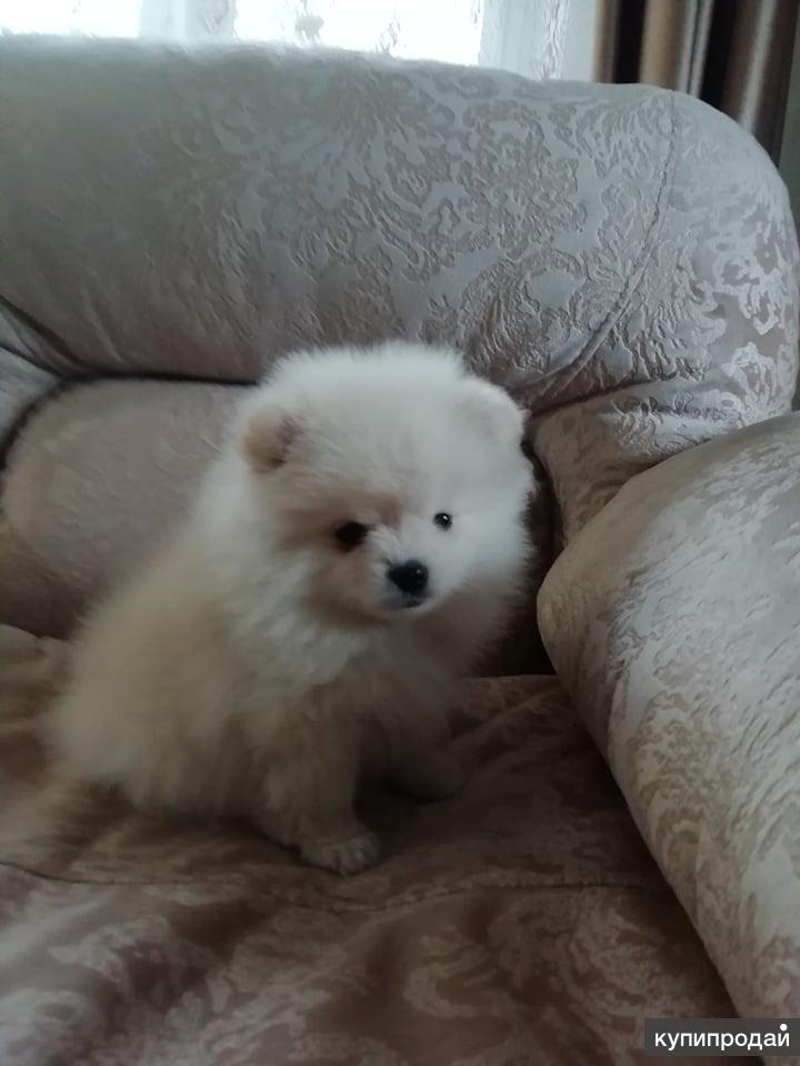 щенки шпицев породистые за 10000 рублей. белый шпиц с прищуренным. картинки белого шпица. щенки шпица иркутск. ирлайн-дог екатеринбург питомник.