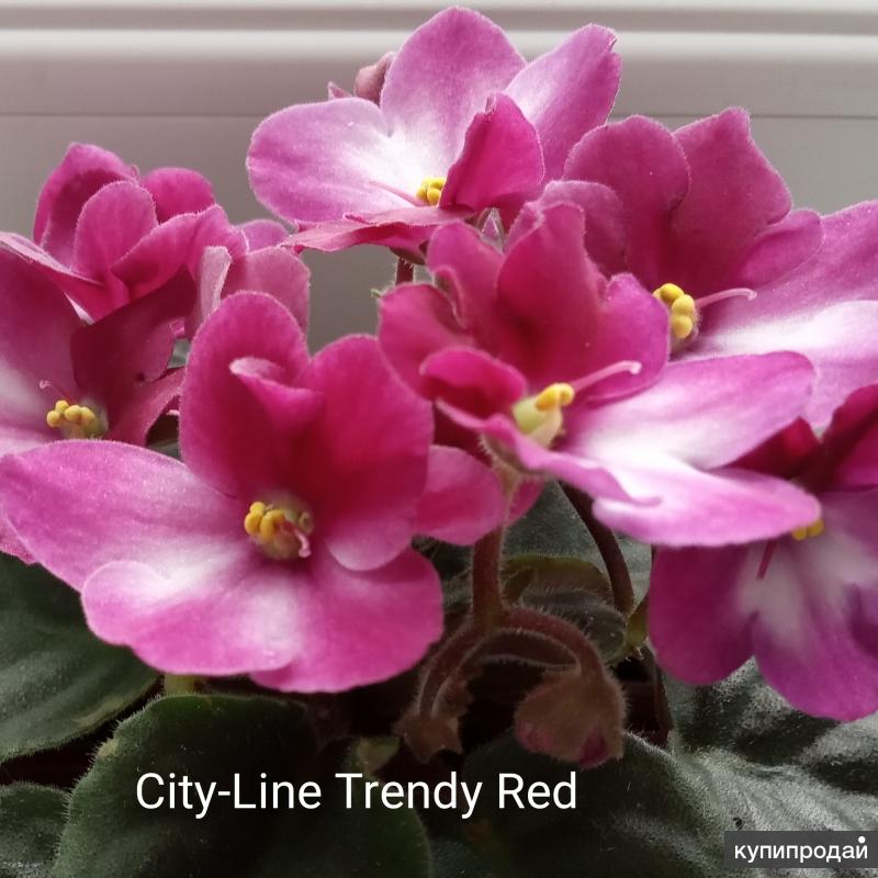 Фиалка city line trendy red фото и описание сорта