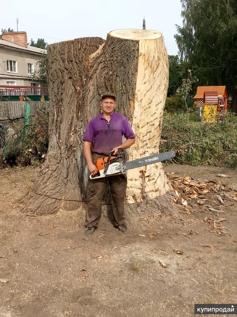 Спил деревьев курск. Спил деревьев с вышки. Спил деревьев в курске. Валка деревьев. Спиливание деревьев.