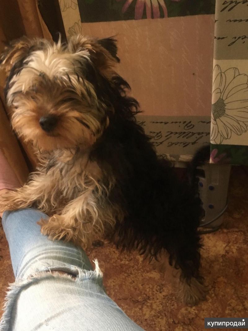 Отдам даром йорка. Щенки йоркширского терьера в добрые. Йоркширский терьер в добрые руки. Мини йоркширский терьер жади. Здоровый щенок йорк.