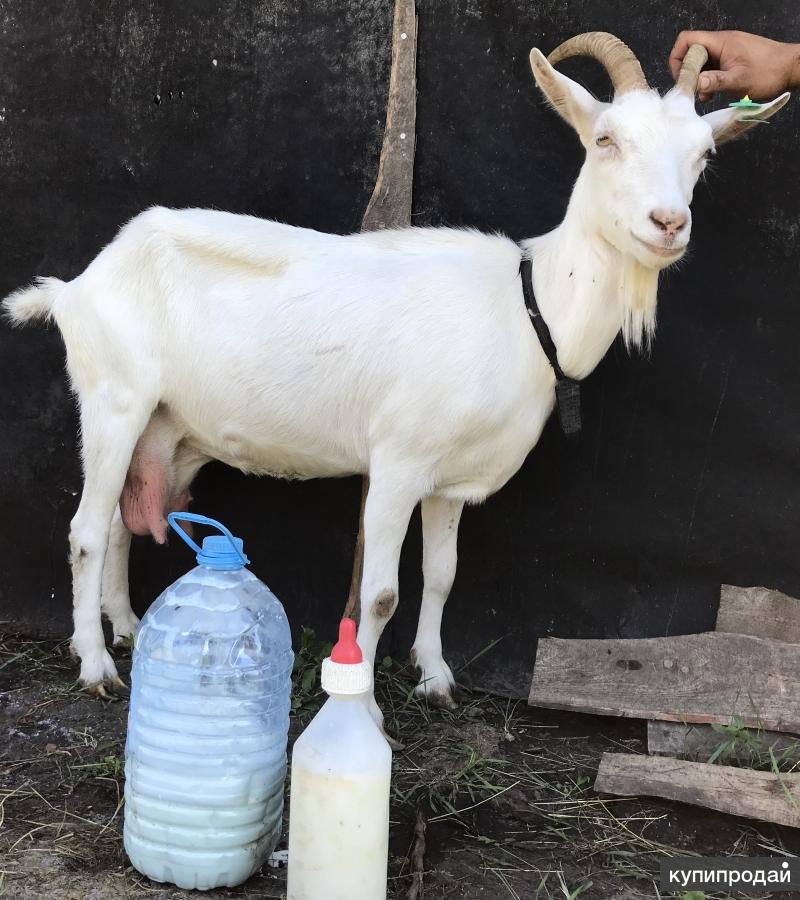 Купить козу в воронежской