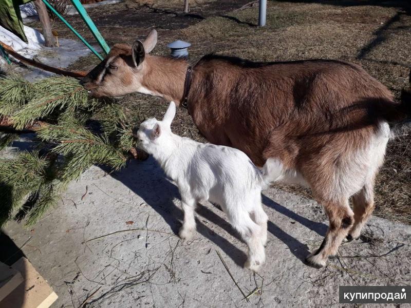 Зааненский козел. Помесь альпийской и нубийской козы. Зааненская коза. Зааненская козочка 8 мес. Козлята которые только родились.