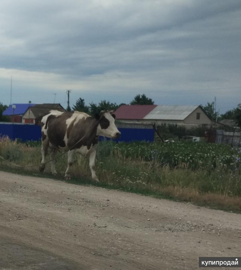 Купить Теленка В Пензенской Области Каменского Района