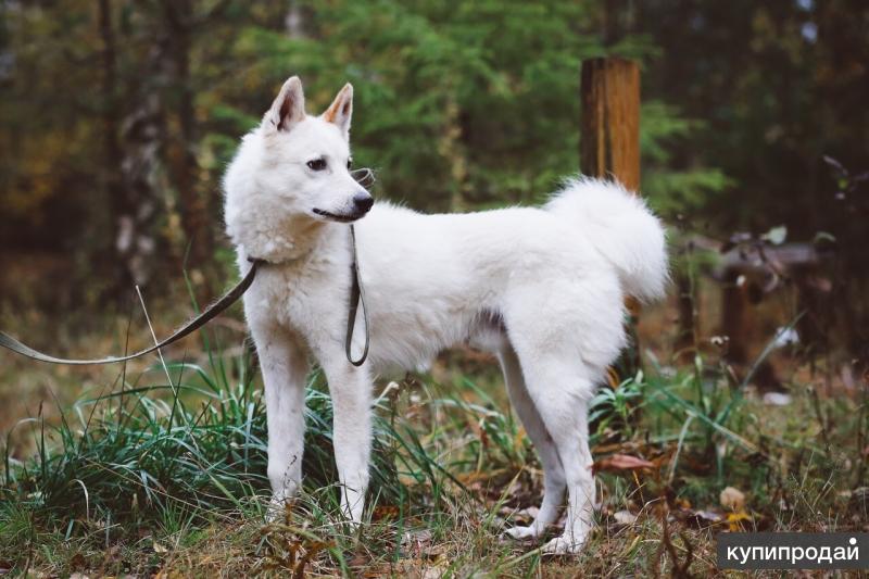 Лайка спб. St. Лайка спб. Потерянные животные спб. Собака лайка из питера.