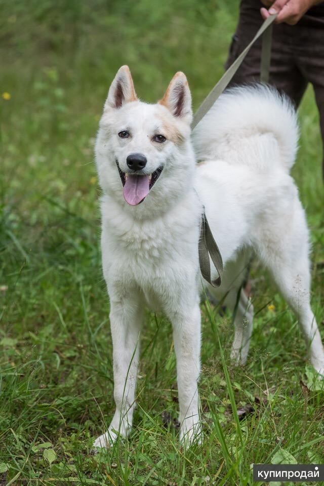 Лайка спб. Лайка спб. Лайка серая фото. Норвежская лосиная лайка щенки. Купить карело-финскую лайку а не финского шпица.
