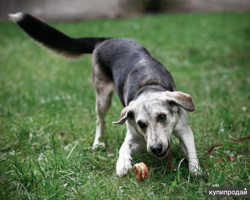 Собака пр. Собака пр. Собака пр. Золотистый ретривер короткошерстный. Собака картинка на белом фоне.