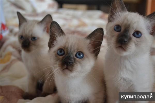 Тайская Кошка Купить