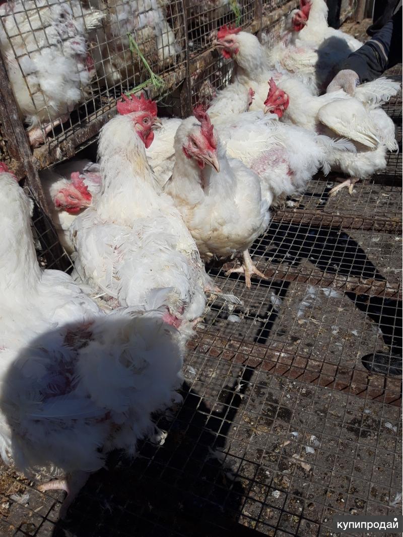 Где взять котёнка бесплатно. Телята в бакалинском районе. Авито туймазы животные. Авито туймазы домашние животные. Коза порода заинская нубийская.