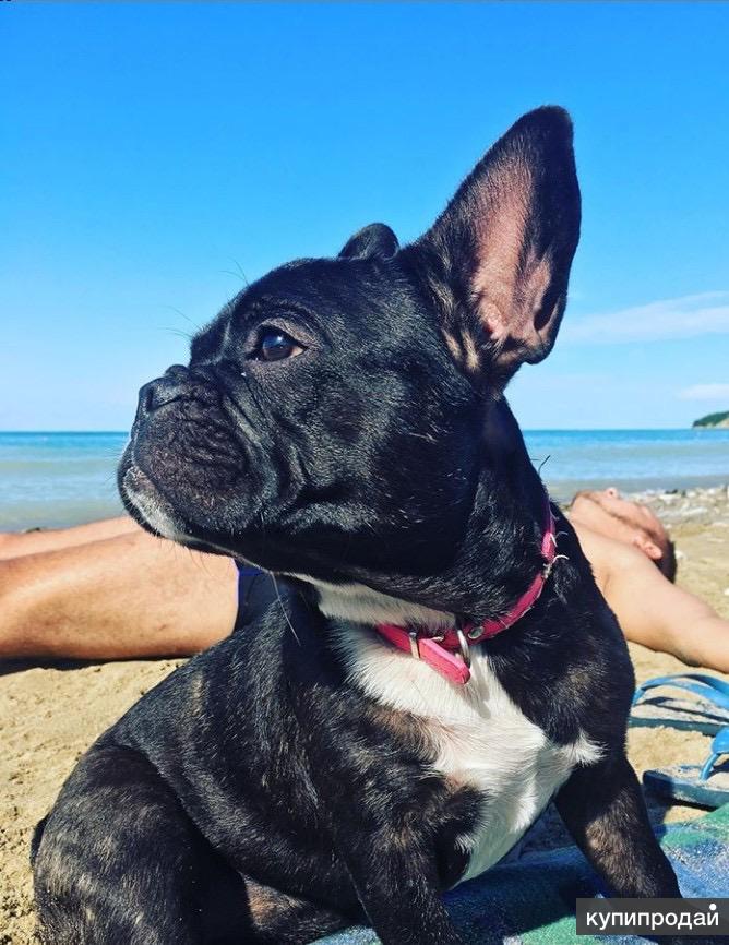 Бульдоги в добрые руки в москве