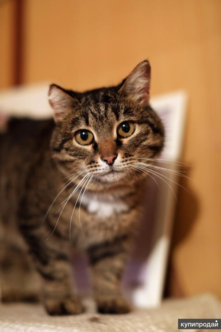 Фото кота атоса