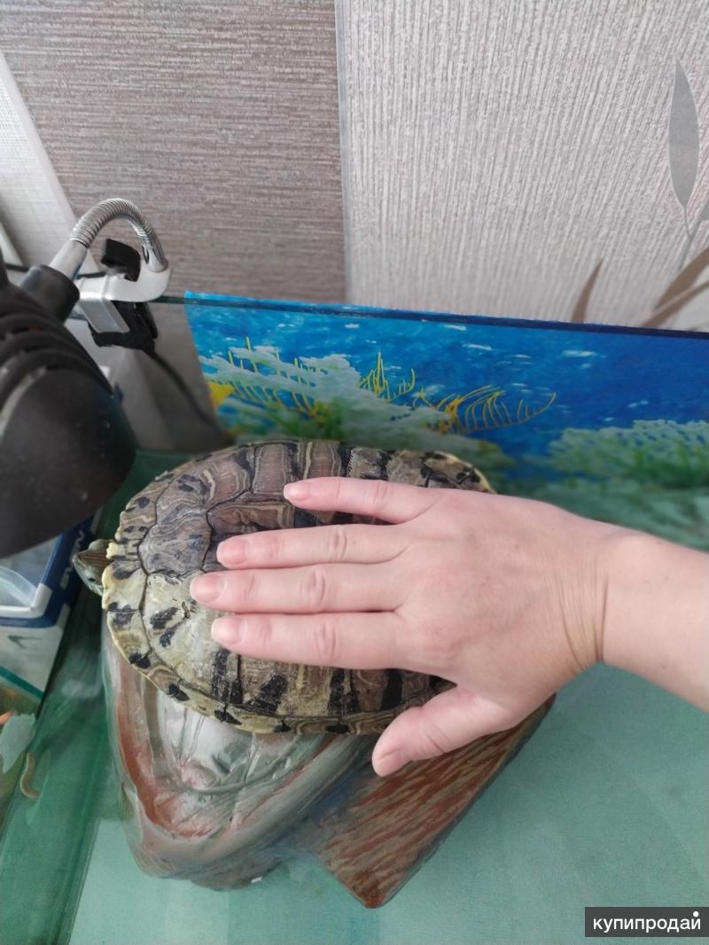 как часто менять воду черепахи. аквариум для красноухой черепахи. акватеррариум для болотной черепахи. тазик для черепахи. перекорм черепах красноухих.