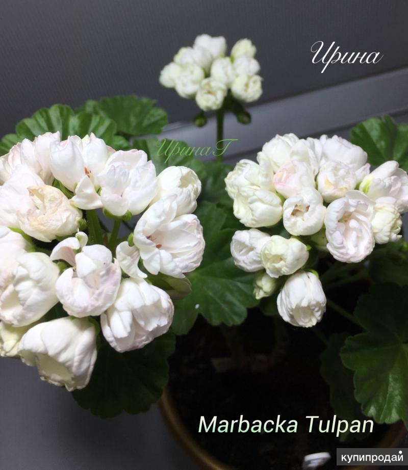Марбаска тюльпан пеларгония фото описание