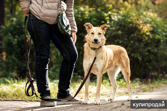 Skyrim скарлетт спутница. Самый лучший компаньон. Скайрим le компаньонка"джульетта благородная". Скайрим компаньоны мужчины. Skyrim "компаньон виктория велина".