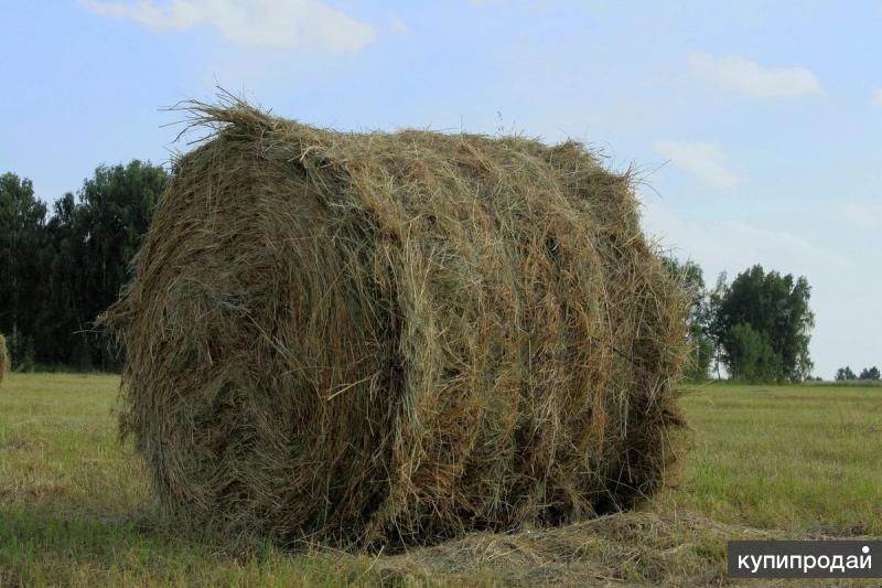 Сено Озон