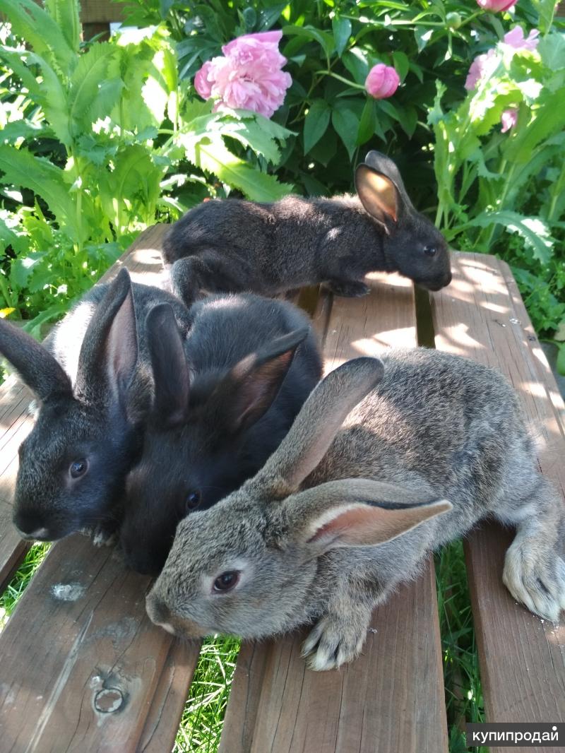 продажные кролики. большое советское серебро кролики. кролики в красноярске. кролик окрас люкс. кролики в красноярском крае.