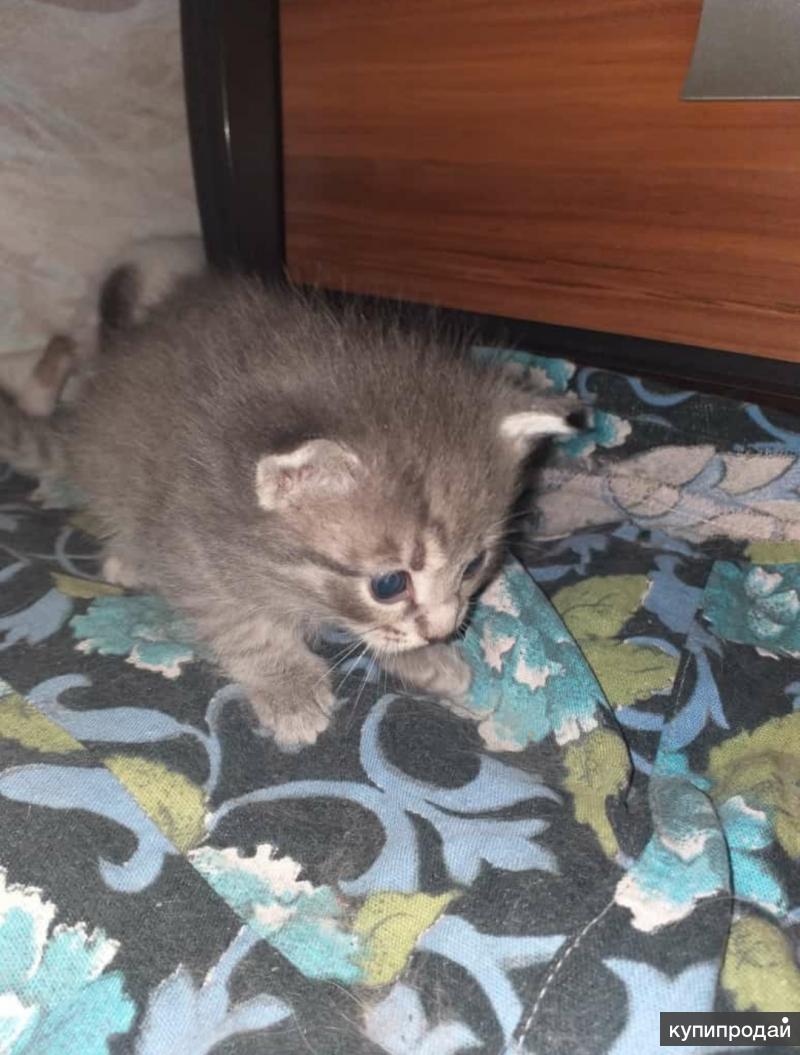 Котята екатеринбург свежие объявления. Сибирские котята. Котята екатеринбург свежие объявления. Котята даром. Котята екатеринбург даром.