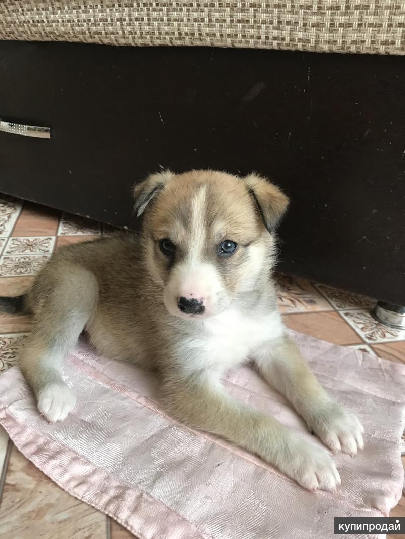 Гречневая собака. Щенки в томске. Щенки в томске. Рынок собак в томске. Собаки томск.