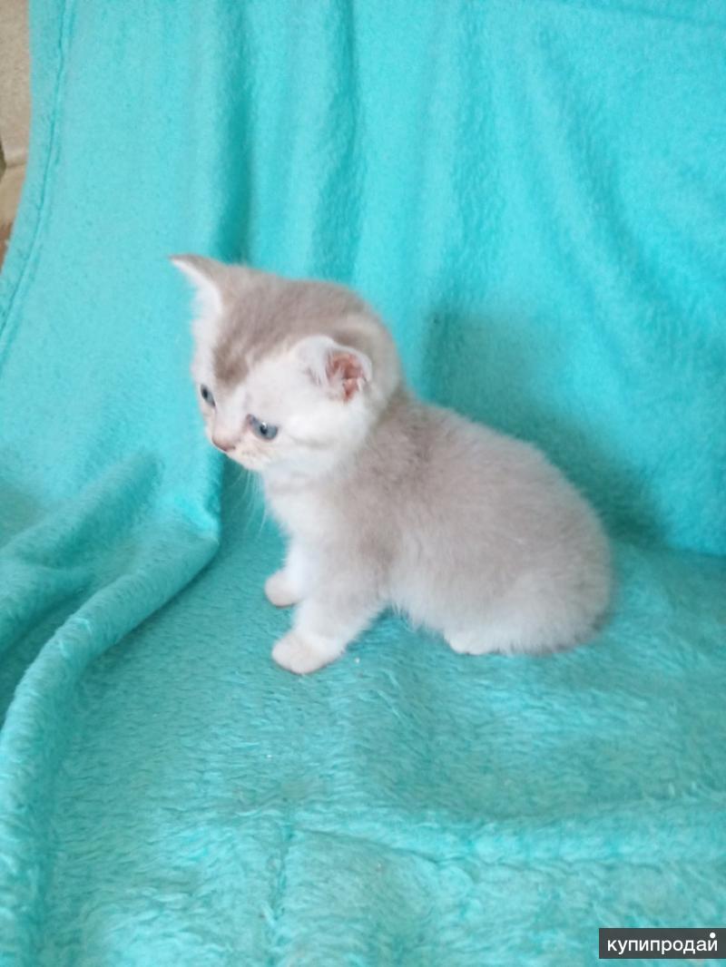 Купить Котенка В Орле
