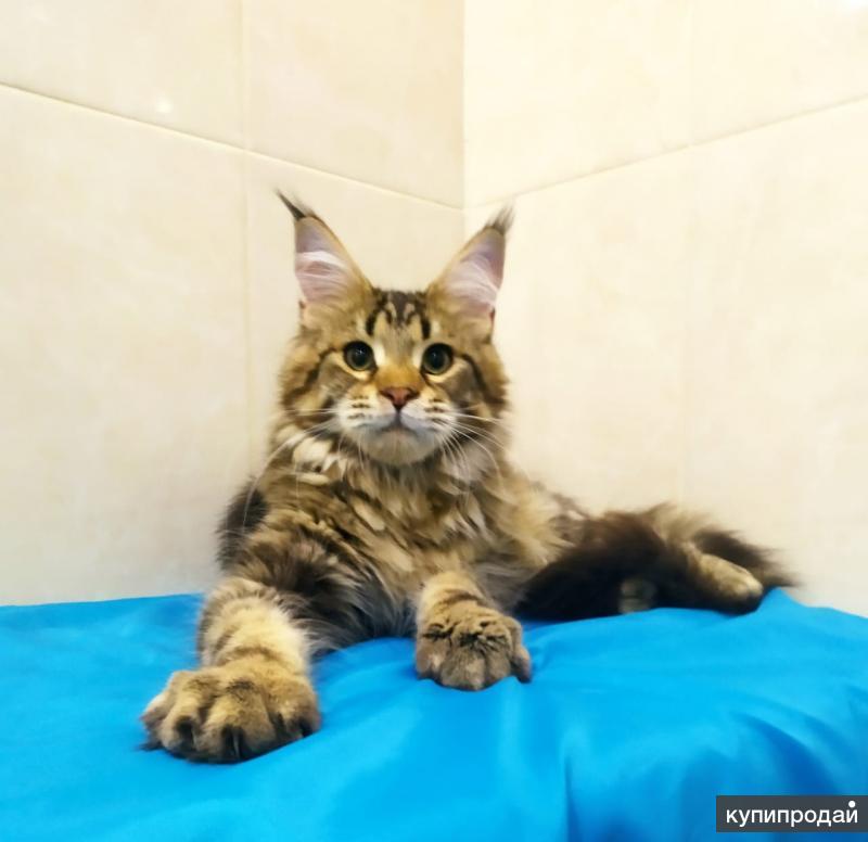 Мейн кун кот 6 месяцев. Купить мейн куна в туле. Тула кун. Тула кун. Тулукуны.