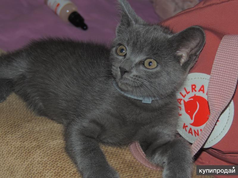 Отдам в хорошие руки новосибирск. Отдам в хорошие руки новосибирск. Отдам в хорошие руки новосибирск. В добрые руки котёнок чепрачного. Потеряшка нск новосибирск собаки.