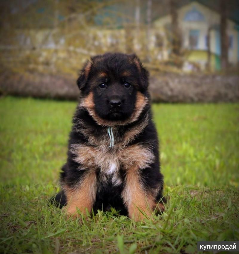 Щенок немецкой овчарки по неделям. Немецкие щенки в казани. Немецкие щенки в казани. Щенки немецкой овчарки 1мес. Щенок овчарки.