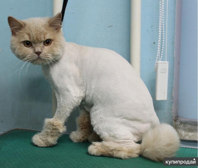 Стрижка кошек