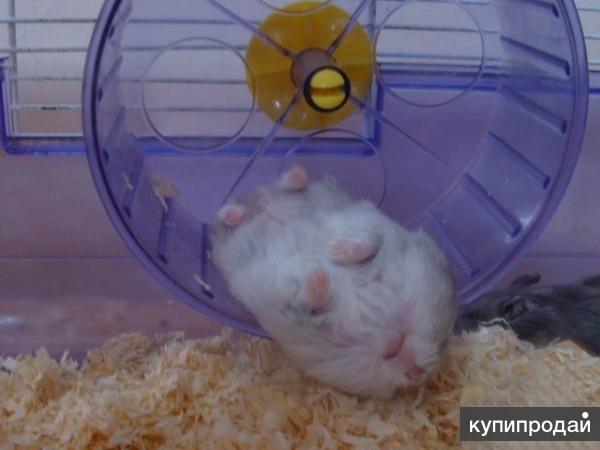 Ru Hamster Фото