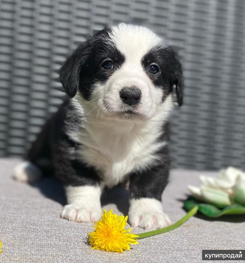 Кот и пес георгиевск