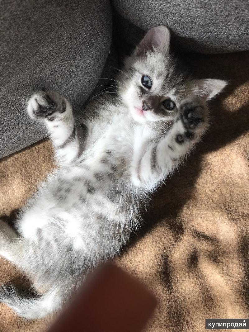 котята курск. котята курск. котята курск. авито курск котята. авито курск котята.