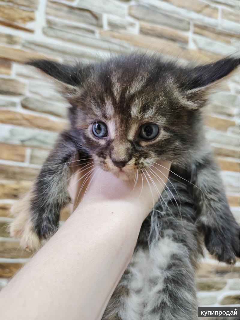 кун волгограде. мейн кун амур. котята мейн кун красивые фото. куняшка. купить кошку мейн кун волгоград.