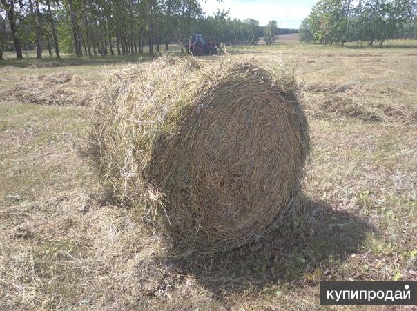 Купить Сено В Новосибирской Области