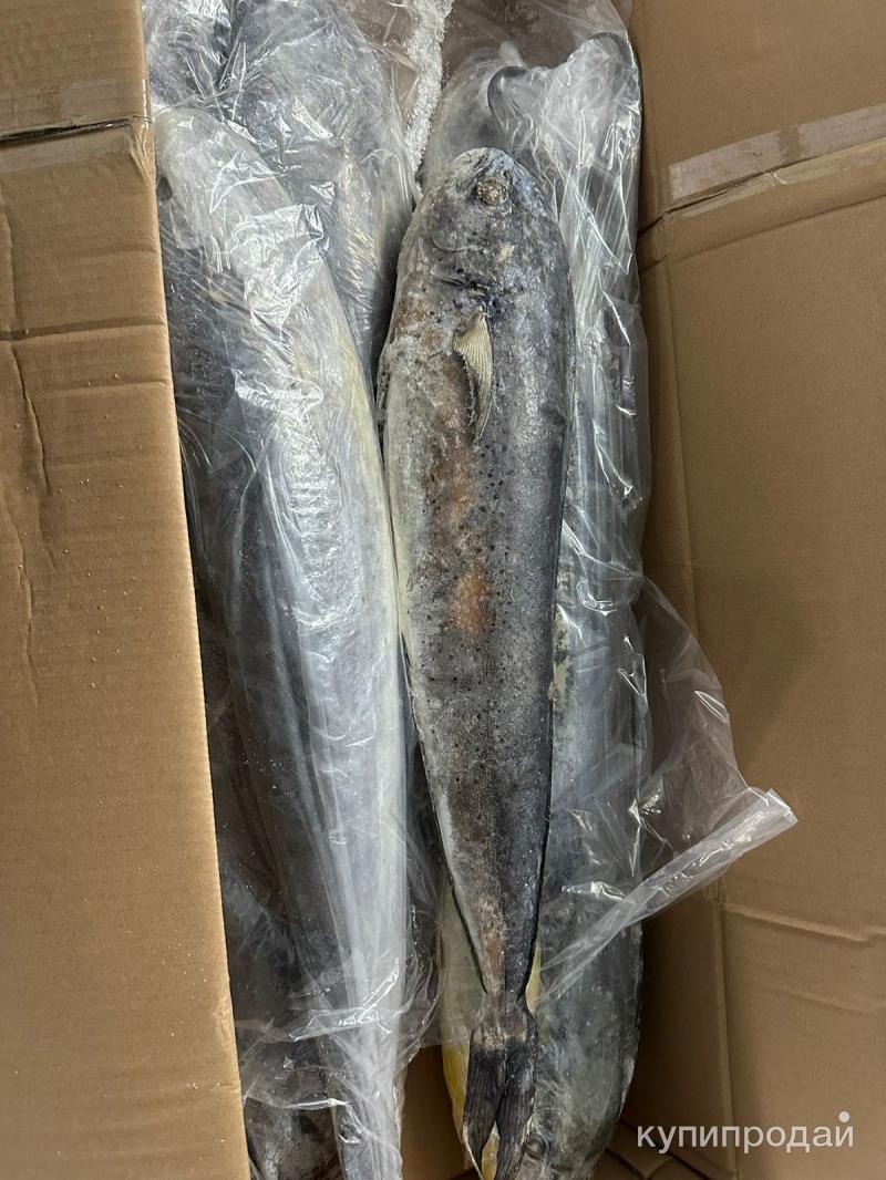 Рыба Махи-Махи 2-4кг в Москве