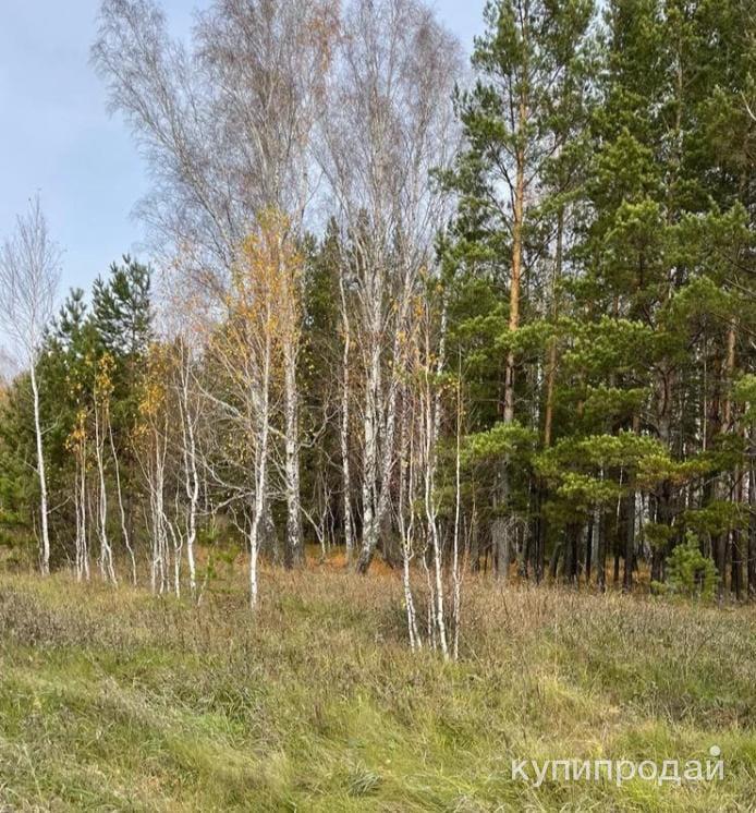 Садоводство В Первомайском Районе Алтайского Края Купить