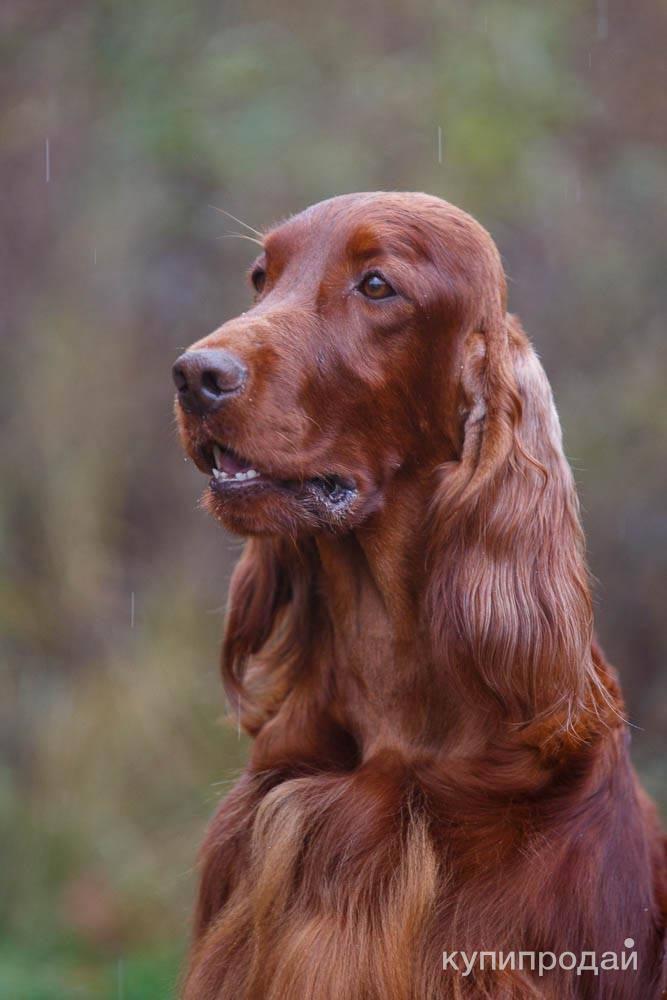 Сеттер в стойке фото. Ирландский сеттер москва. Ирландский сеттер москва. Ирландский сеттер щенки. Ирландский сеттер седая морда фото.