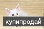 Котята для Вас