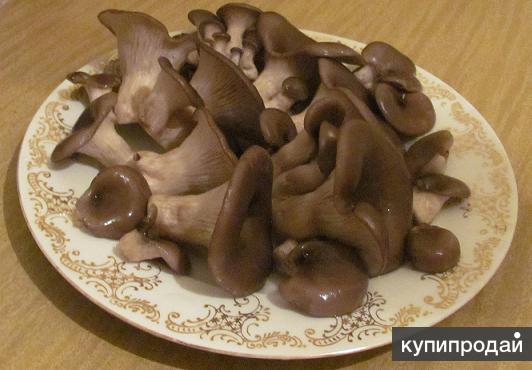 Разведение вешенки в домашних условиях! Комплект посадочного материала!