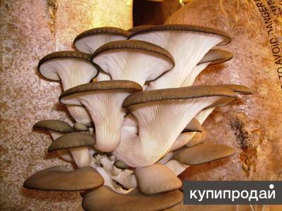 Комплект для выращивания вешенки в любых домашних условиях