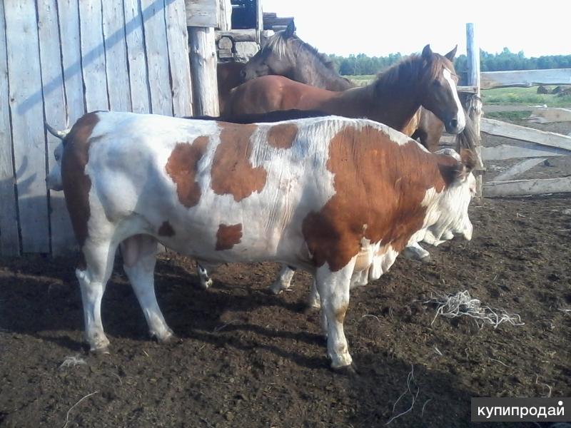 Авито Купить Бычков В Алтайский Край