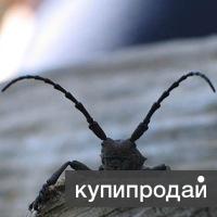 Уничтожение короеда