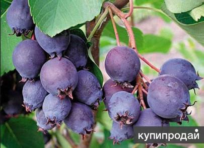 Ягоды ирги.